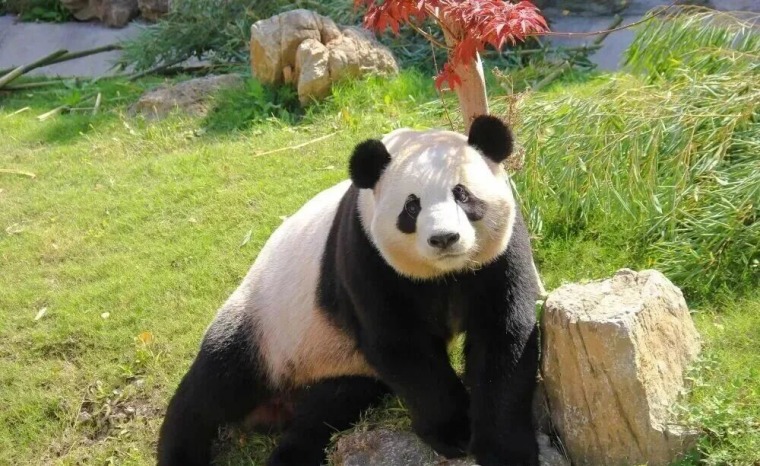 苏州三六六社会实践｜南通野生动物园研学营火热招生中！