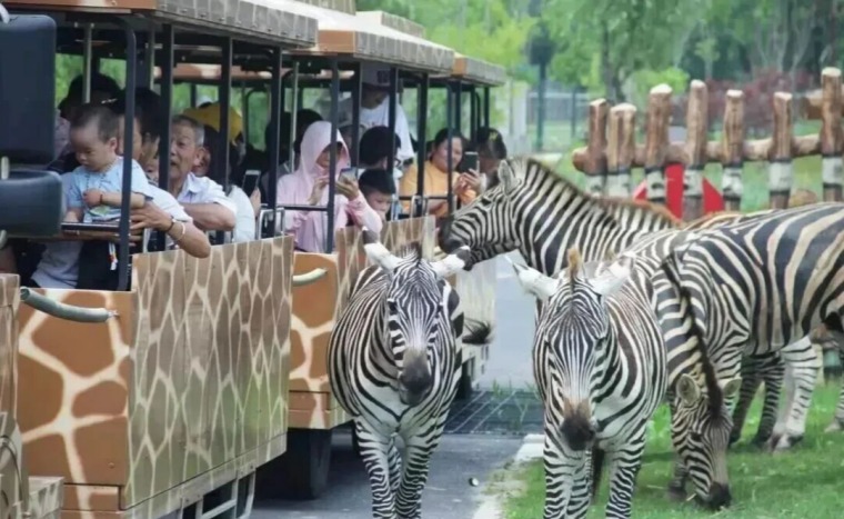 苏州三六六社会实践｜南通野生动物园研学营火热招生中！