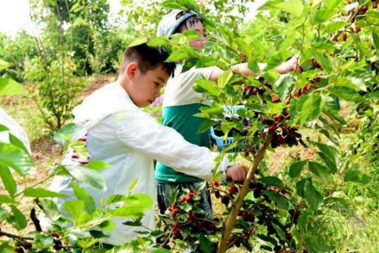 苏州三六六青少年趣味实践营｜喂蚕缫丝+桑葚采摘火热报名中